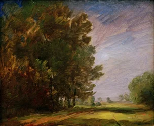 Borde del bosque con camino claro